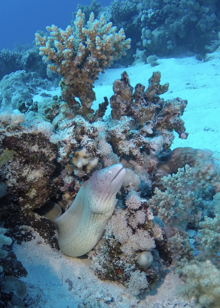 White moray eel in the Red Sea, Egypt
