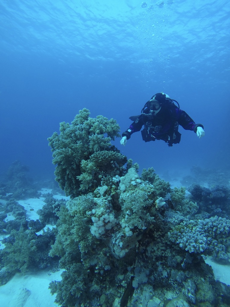 Diver and reef in the Red Sea, Egypt
