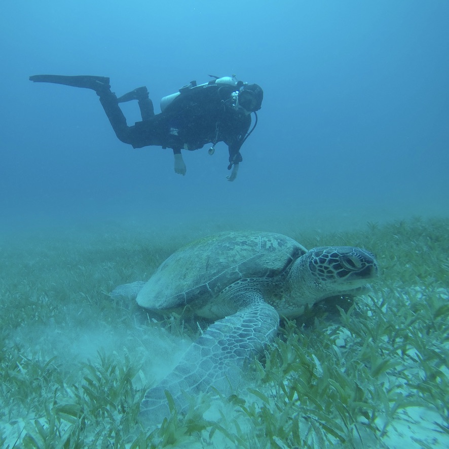 Diver and Green Turtle, Red Sea